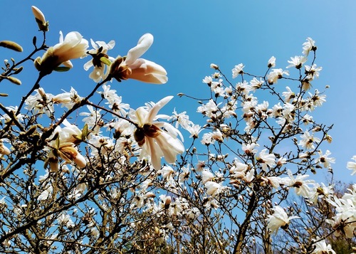  kwitnienie magnolii gwiaździstej (Magnolia stellata)